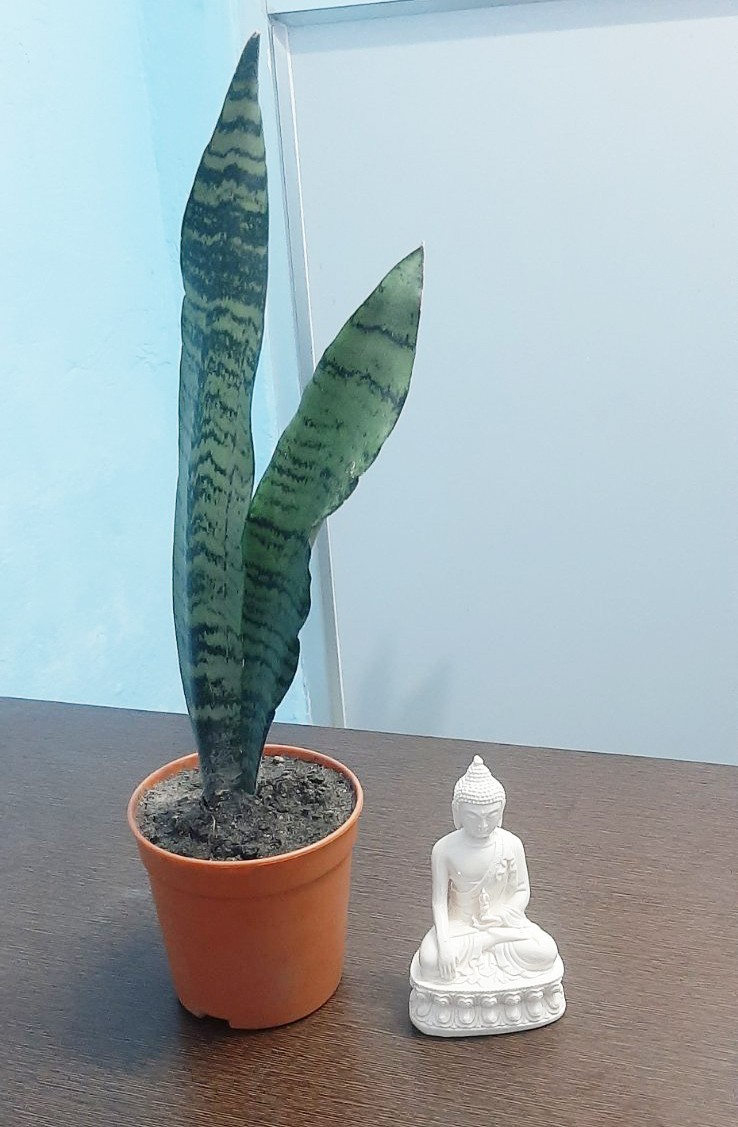 Combo(Plant & Statue) Image