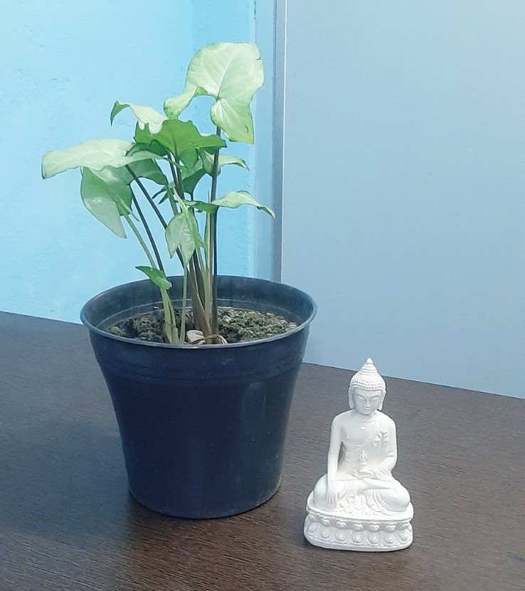 Combo(Plant & Statue) Image